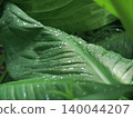 Leaves wet with rain 140044207