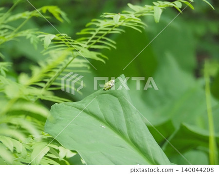 A tree frog resting on a green leaf. 140044208