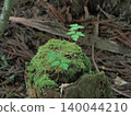 Young leaves growing on a tree stump 140044210