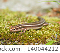 A relaxed lizard 140044212