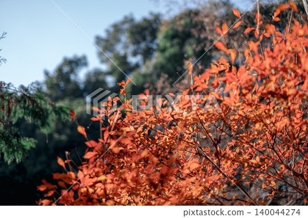 【#ExpoPark】Autumn leaves 140044274