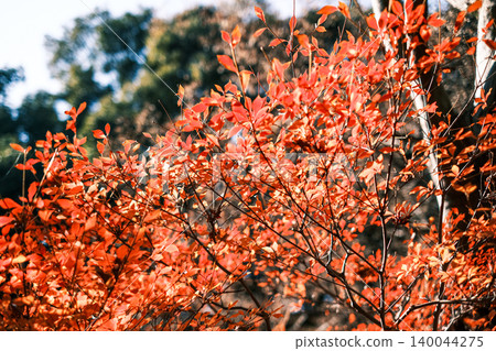 【#世博園】秋葉 【#世博園】秋葉 140044275