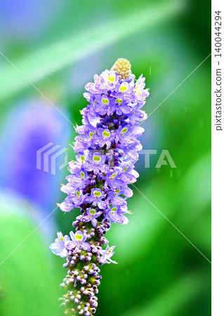 Pontederia cordata, long-leaved water hyacinth, pickelweed (Pontederia cordata) 140044294