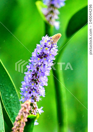 長葉鳳眼藍、長葉鳳眼藍、水葫蘆(Pontederia cordata) 長葉鳳眼藍、長葉鳳眼藍、水葫蘆(Pontederia cordata) 140044296