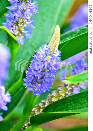 長葉鳳眼藍、長葉鳳眼藍、水葫蘆(Pontederia cordata) 長葉鳳眼藍、長葉鳳眼藍、水葫蘆(Pontederia cordata) 140044301