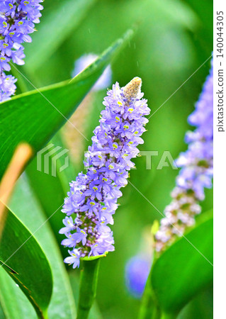 長葉鳳眼藍、長葉鳳眼藍、水葫蘆(Pontederia cordata) 長葉鳳眼藍、長葉鳳眼藍、水葫蘆(Pontederia cordata) 140044305