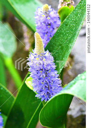 長葉鳳眼藍、長葉鳳眼藍、水葫蘆(Pontederia cordata) 長葉鳳眼藍、長葉鳳眼藍、水葫蘆(Pontederia cordata) 140044312