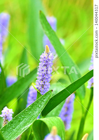 長葉鳳眼藍、長葉鳳眼藍、水葫蘆(Pontederia cordata) 長葉鳳眼藍、長葉鳳眼藍、水葫蘆(Pontederia cordata) 140044317