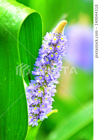 長葉鳳眼藍、長葉鳳眼藍、水葫蘆(Pontederia cordata) 長葉鳳眼藍、長葉鳳眼藍、水葫蘆(Pontederia cordata) 140044318
