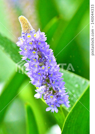 長葉鳳眼藍、長葉鳳眼藍、水葫蘆(Pontederia cordata) 長葉鳳眼藍、長葉鳳眼藍、水葫蘆(Pontederia cordata) 140044333