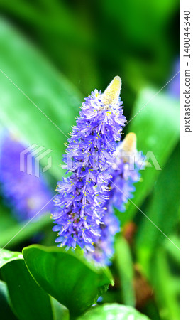 長葉鳳眼藍、長葉鳳眼藍、水葫蘆(Pontederia cordata) 長葉鳳眼藍、長葉鳳眼藍、水葫蘆(Pontederia cordata) 140044340