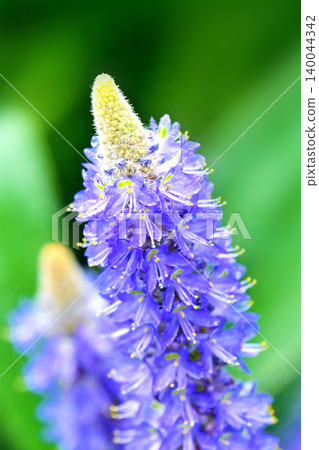 長葉鳳眼藍、長葉鳳眼藍、水葫蘆(Pontederia cordata) 長葉鳳眼藍、長葉鳳眼藍、水葫蘆(Pontederia cordata) 140044342
