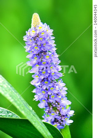 長葉鳳眼藍、長葉鳳眼藍、水葫蘆(Pontederia cordata) 長葉鳳眼藍、長葉鳳眼藍、水葫蘆(Pontederia cordata) 140044345