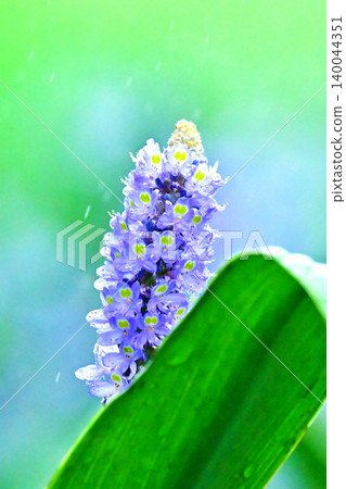 長葉鳳眼藍、長葉鳳眼藍、水葫蘆(Pontederia cordata) 長葉鳳眼藍、長葉鳳眼藍、水葫蘆(Pontederia cordata) 140044351