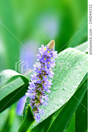 長葉鳳眼藍、長葉鳳眼藍、水葫蘆(Pontederia cordata) 長葉鳳眼藍、長葉鳳眼藍、水葫蘆(Pontederia cordata) 140044352