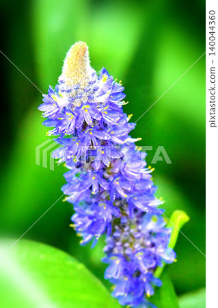 長葉鳳眼藍、長葉鳳眼藍、水葫蘆(Pontederia cordata) 長葉鳳眼藍、長葉鳳眼藍、水葫蘆(Pontederia cordata) 140044360