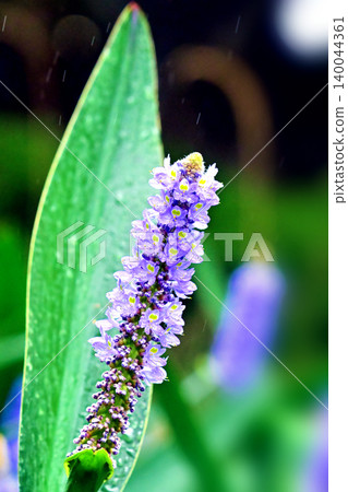 長葉鳳眼藍、長葉鳳眼藍、水葫蘆(Pontederia cordata) 長葉鳳眼藍、長葉鳳眼藍、水葫蘆(Pontederia cordata) 140044361