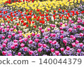 用正片拍攝的鬱金香花田 140044379