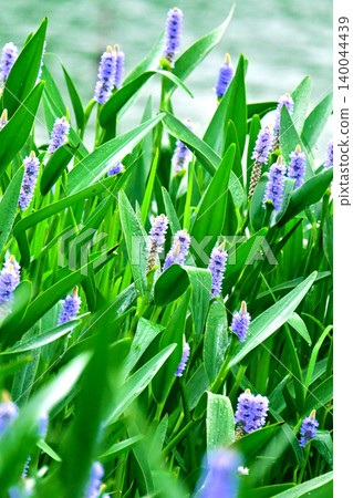Pontederia cordata, long-leaved water hyacinth, pickelweed (Pontederia cordata) Pontederia cordata, long-leaved water hyacinth, pickelweed (Pontederia cordata) 140044439