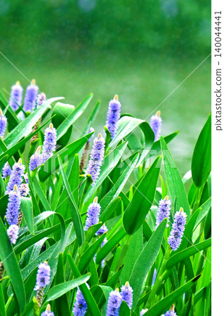 長葉鳳眼藍、長葉鳳眼藍、水葫蘆(Pontederia cordata) 長葉鳳眼藍、長葉鳳眼藍、水葫蘆(Pontederia cordata) 140044441