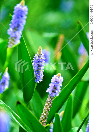 Pontederia cordata, long-leaved water hyacinth, pickelweed (Pontederia cordata) Pontederia cordata, long-leaved water hyacinth, pickelweed (Pontederia cordata) 140044442
