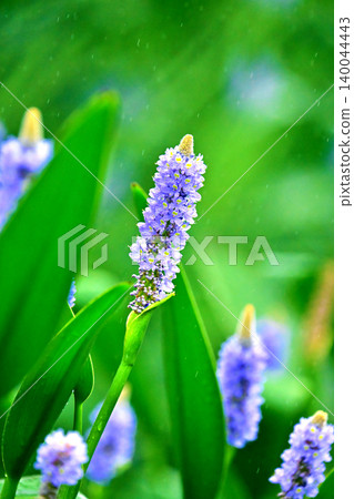 長葉鳳眼藍、長葉鳳眼藍、水葫蘆(Pontederia cordata) 長葉鳳眼藍、長葉鳳眼藍、水葫蘆(Pontederia cordata) 140044443