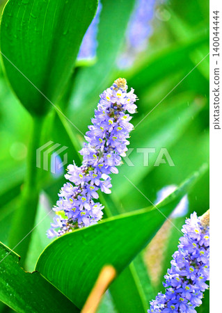 長葉鳳眼藍、長葉鳳眼藍、水葫蘆(Pontederia cordata) 長葉鳳眼藍、長葉鳳眼藍、水葫蘆(Pontederia cordata) 140044444
