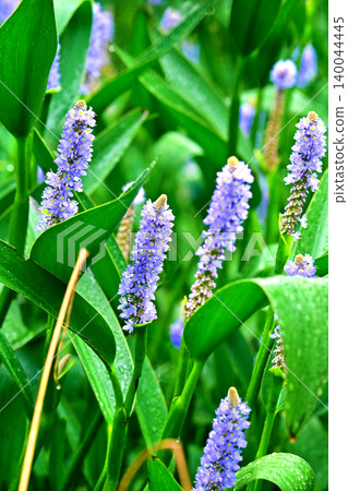 長葉鳳眼藍、長葉鳳眼藍、水葫蘆(Pontederia cordata) 長葉鳳眼藍、長葉鳳眼藍、水葫蘆(Pontederia cordata) 140044445