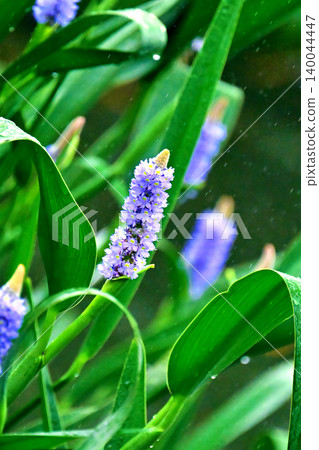 長葉鳳眼藍、長葉鳳眼藍、水葫蘆(Pontederia cordata) 長葉鳳眼藍、長葉鳳眼藍、水葫蘆(Pontederia cordata) 140044447