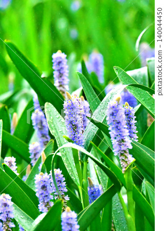 長葉鳳眼藍、長葉鳳眼藍、水葫蘆(Pontederia cordata) 長葉鳳眼藍、長葉鳳眼藍、水葫蘆(Pontederia cordata) 140044450