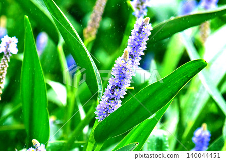 長葉鳳眼藍、長葉鳳眼藍、水葫蘆(Pontederia cordata) 長葉鳳眼藍、長葉鳳眼藍、水葫蘆(Pontederia cordata) 140044451