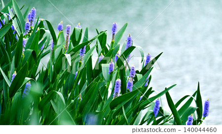 Pontederia cordata, long-leaved water hyacinth, pickelweed (Pontederia cordata) Pontederia cordata, long-leaved water hyacinth, pickelweed (Pontederia cordata) 140044460