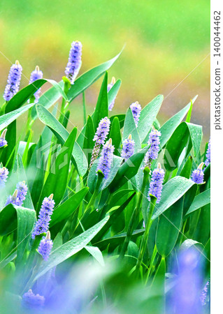Pontederia cordata, long-leaved water hyacinth, pickelweed (Pontederia cordata) 140044462