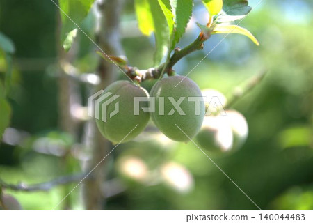 When plum fruit grows up When plum fruit grows up 140044483