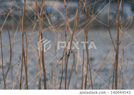 A riverbank landscape lined with withered winter grass. 140044543
