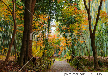 Small diameter of bamboo grove and autumn leaves 140044556