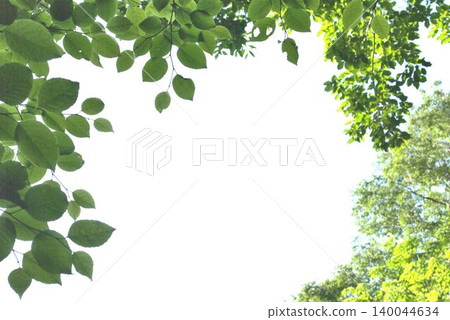 A frame of fresh greenery, with sunlight filtering through the trees. A frame of fresh greenery, with sunlight filtering through the trees. 140044634