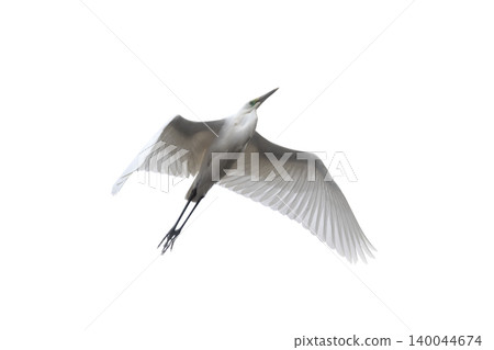 Great white egret isolated on white, wild bird flight Great white egret isolated on white, wild bird flight 140044674