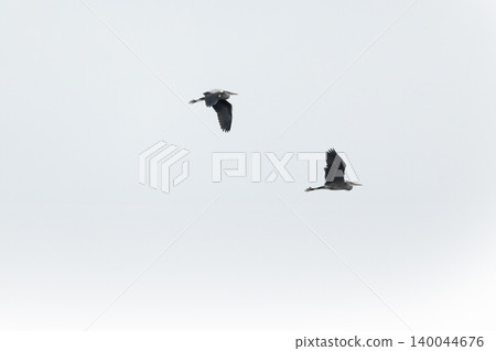 Two grey herons are soaring through a cloudy sky Two grey herons are soaring through a cloudy sky 140044676