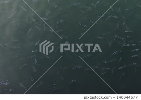 Top-down photography capturing a group of fish in water 140044677