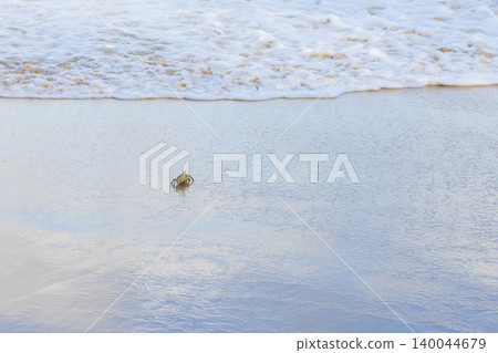 Horn-eyed ghost crab is on wet coastal sand Horn-eyed ghost crab is on wet coastal sand 140044679