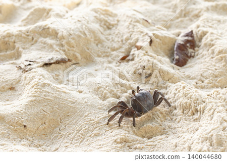 Ghost crab walks coastal sand on a sunny day Ghost crab walks coastal sand on a sunny day 140044680