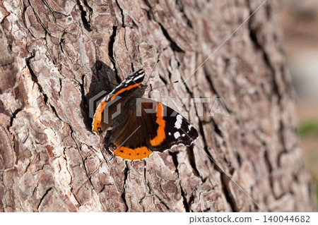 A red admiral butterfly rests on rough tree bark, A red admiral butterfly rests on rough tree bark, 140044682