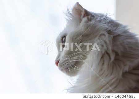 Bright lit profile portrait of a white American Curl cat Bright lit profile portrait of a white American Curl cat 140044685