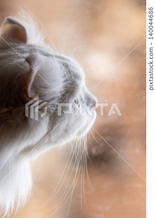 A white long-haired American Curl cat in profile A white long-haired American Curl cat in profile 140044686