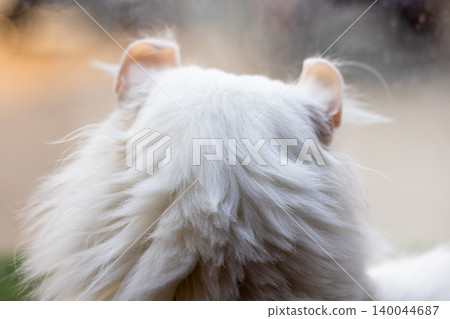 Fluffy white cat viewed from behind Fluffy white cat viewed from behind 140044687