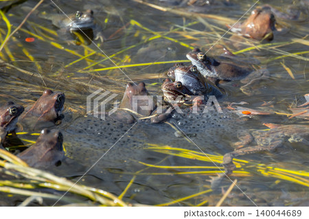 A lot of common frogs are in shallow water on a sunny day A lot of common frogs are in shallow water on a sunny day 140044689