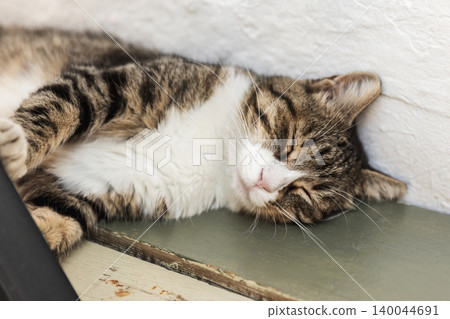A tabby cat peacefully sleeping on green wooden floor A tabby cat peacefully sleeping on green wooden floor 140044691