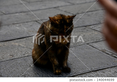 Close-up of a wild cat standing on the street. Animal and city concept. Cityscape and animal or pet scene. Close-up of a wild cat standing on the street. Animal and city concept. Cityscape and animal or pet scene. 140044699