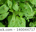Plants at Koiwai Farm: Cute flowers blooming in the middle of the leaves of the Japanese holly (Ilex crenata). 140044717